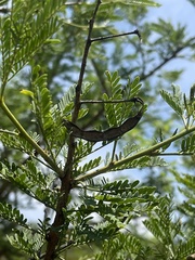 Vachellia natalitia