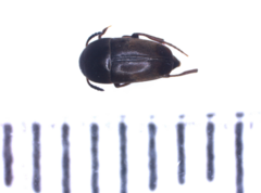 Ptomaphagus