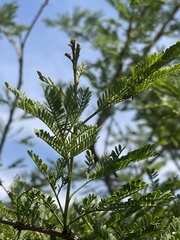 Vachellia natalitia
