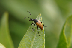 Pseudovadonia livida