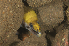 Gymnothorax rueppelliae