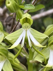 Bonatea speciosa