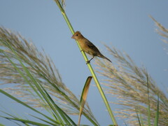 Passerina caerulea