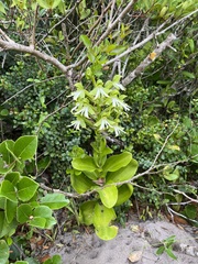 Bonatea speciosa