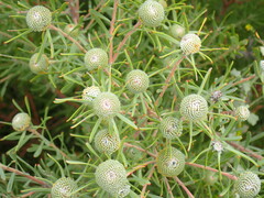 Leucadendron galpinii