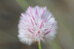 Ptilotus drummondii