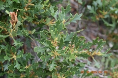Morella quercifolia