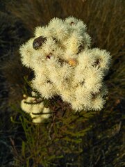 Berzelia arachnoidea