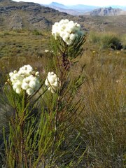 Berzelia arachnoidea