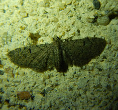 Eupithecia ultimaria