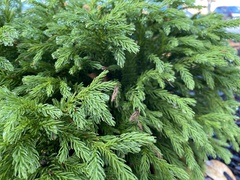 Cryptomeria japonica