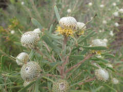 Leucadendron galpinii