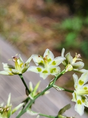Anticlea elegans elegans