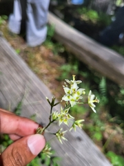 Anticlea elegans elegans