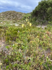 Albuca flaccida
