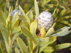 Leucadendron meridianum