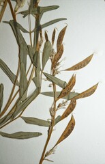 Astragalus australis glabriusculus