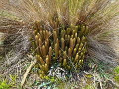 Phlegmariurus