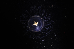 Proboscidactyla flavicirrata