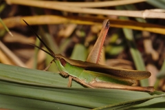 Orthochtha dasycnemis