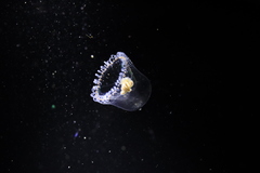 Proboscidactyla flavicirrata