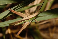 Orthochtha dasycnemis