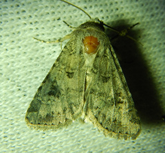 Anarta sodae