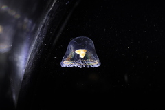 Proboscidactyla flavicirrata