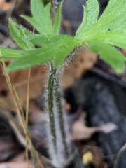 Ranunculus colonorum