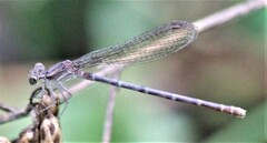 Argia sedula