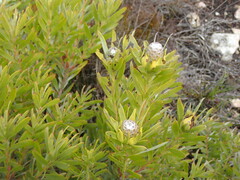 Leucadendron meridianum