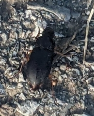 Harpalus pensylvanicus