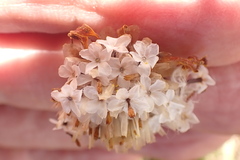 Ursinia