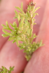 Ursinia