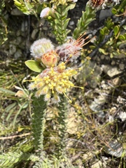 Leucospermum truncatulum