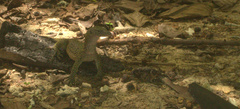 Varanus indicus