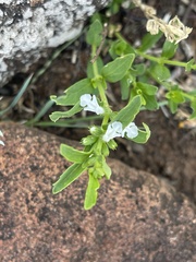 Acrotome thorncroftii