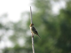 Sporophila minuta