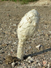 Podaxis pistillaris