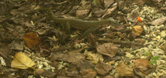 Varanus indicus