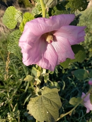 Alcea