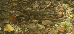 Varanus indicus
