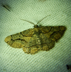 Menophra japygiaria