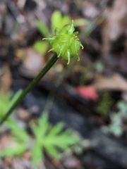 Ranunculus colonorum
