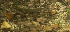 Varanus indicus