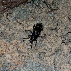 Episcapha quadrimacula