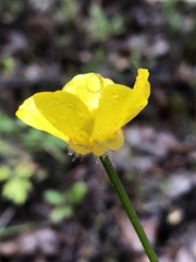 Ranunculus colonorum