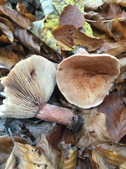 Lactarius rubrocinctus