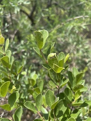 Combretum hereroense
