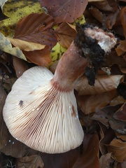 Lactarius rubrocinctus